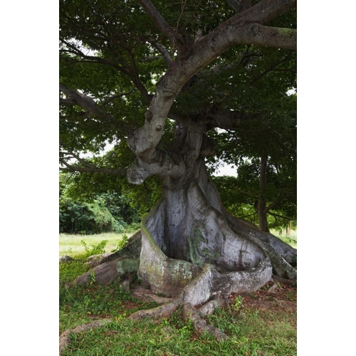 Puerto Rico, Viegues Island Ceiba tree